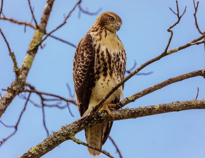 278094126 1 Keith Calhoun Bnb Bypc 2021, red-tailed hawk