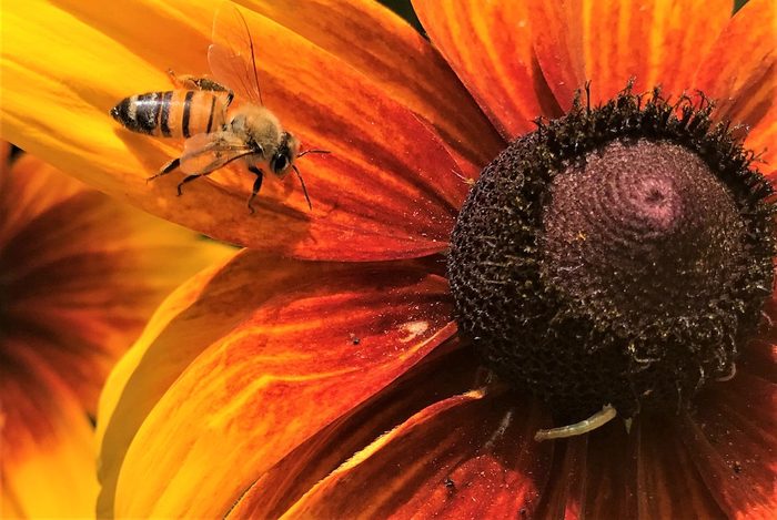 bee pictures