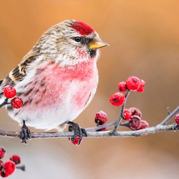 red bird, common redpoll