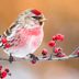 Boreal Birds Come in With the Cold