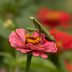 Do Praying Mantis Sightings Have Meaning?