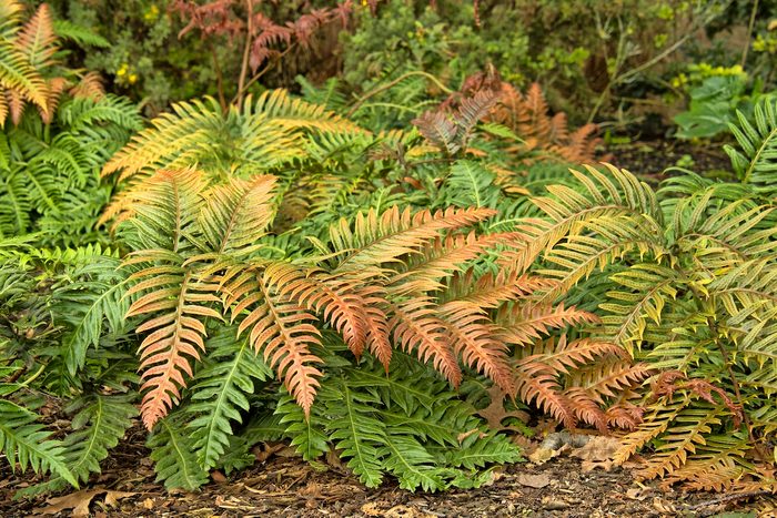 Jewelled chain fern