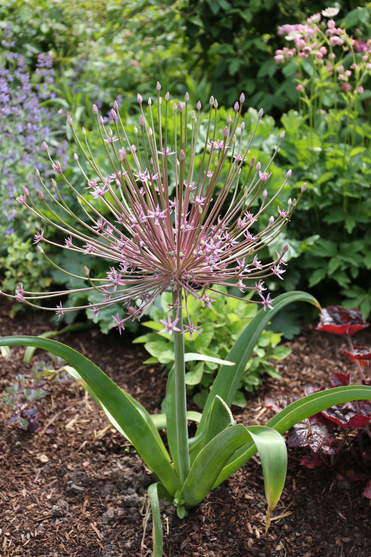 Allium Schubertiilongfldgardns