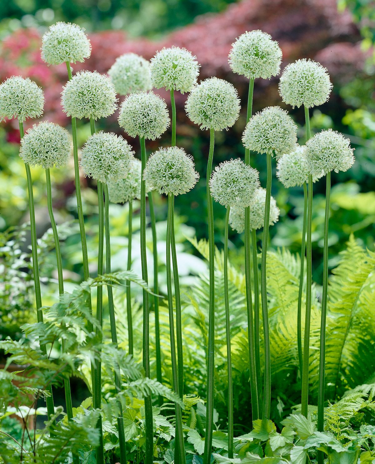 Allium Mount Everest