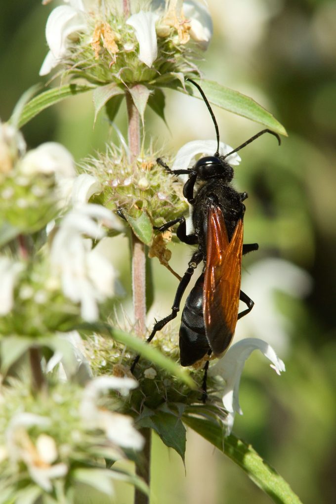 solitary wasps