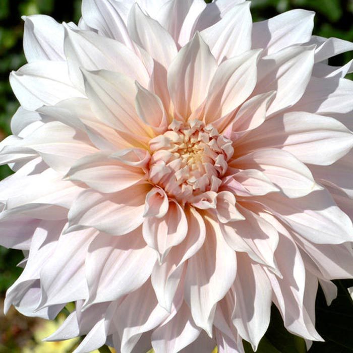 large dahlia flower