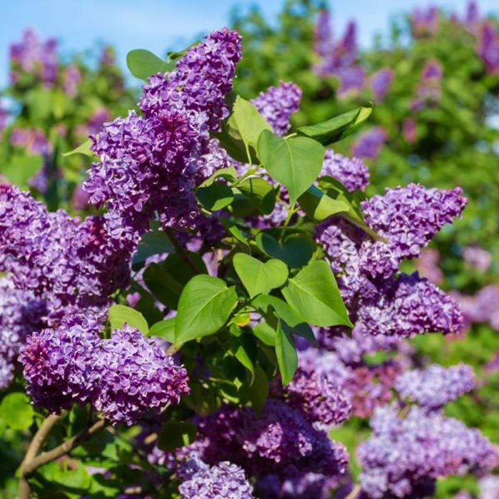 purple lilac bush