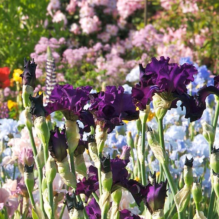 Bnb Ecomm Websites For Buying Flower Bulbs Online Flowers Via Americanmeadows.com 