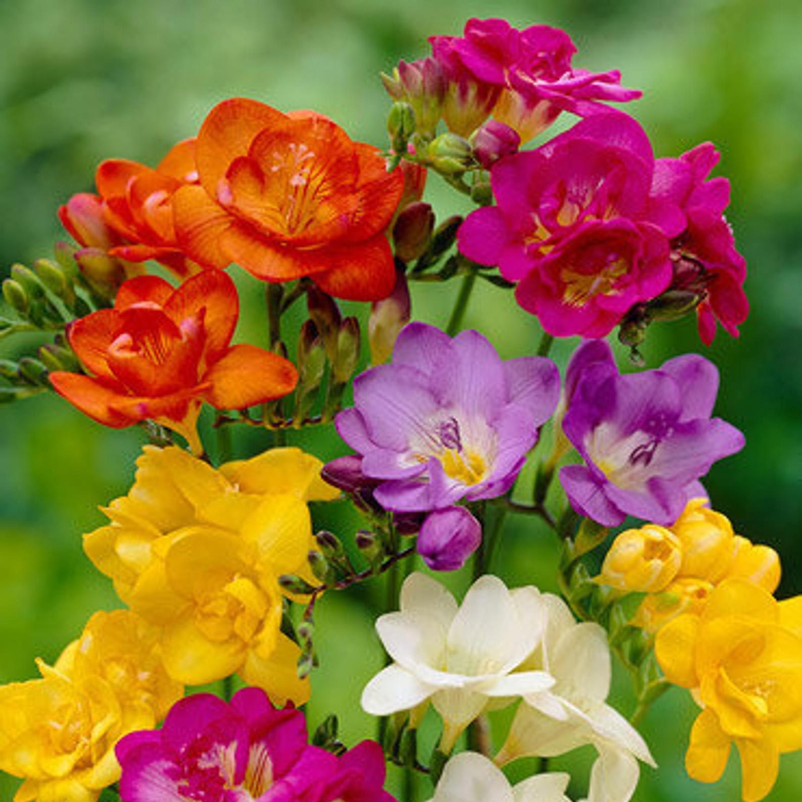 colorful flowers