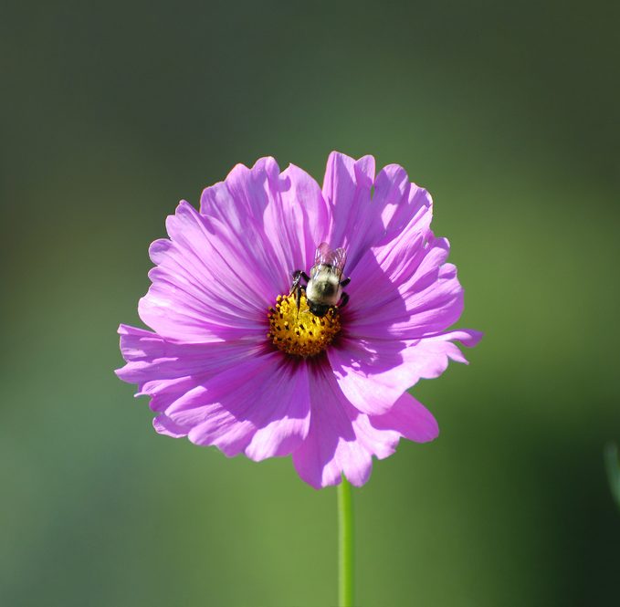 cosmos flower