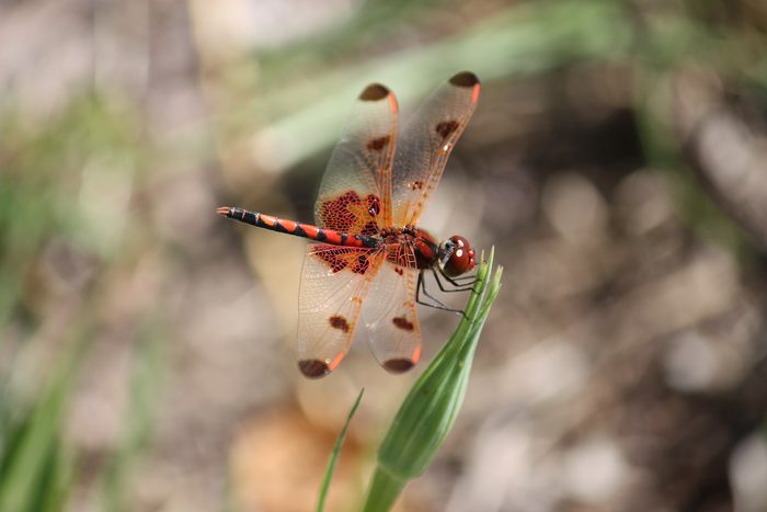 dragonfly pictures