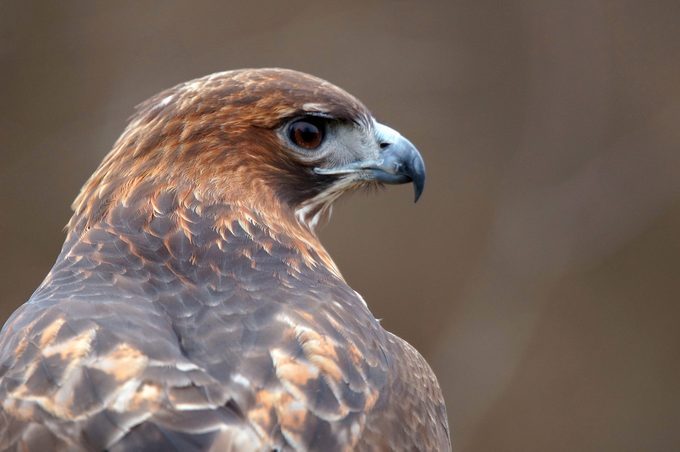 red tailed hawk
