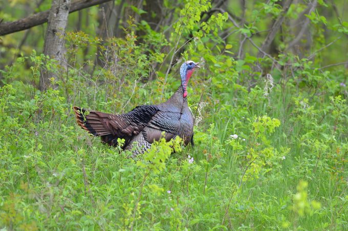 Bnbbyc17 Wayne Skenandore, wild turkey bird