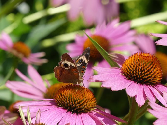 common buckeye, flowers with seed pods
