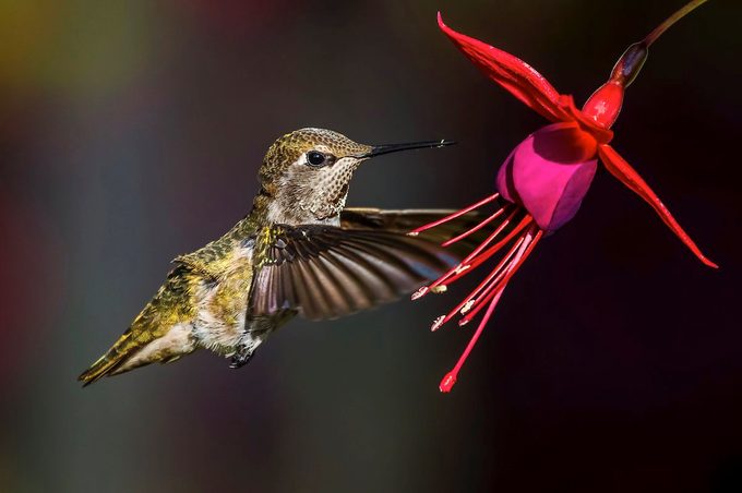 anna's hummingbird