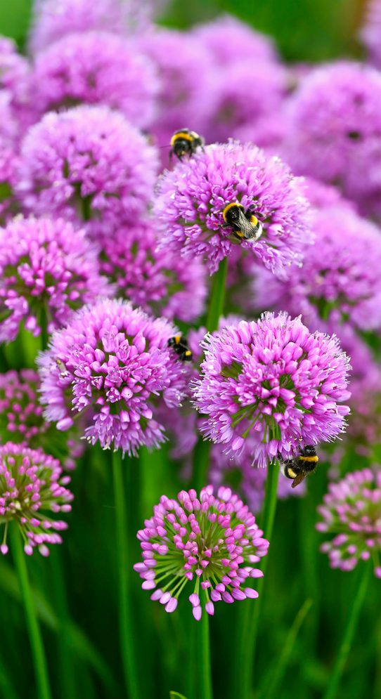 Ball Allium Species Millenium Bloom Bloom