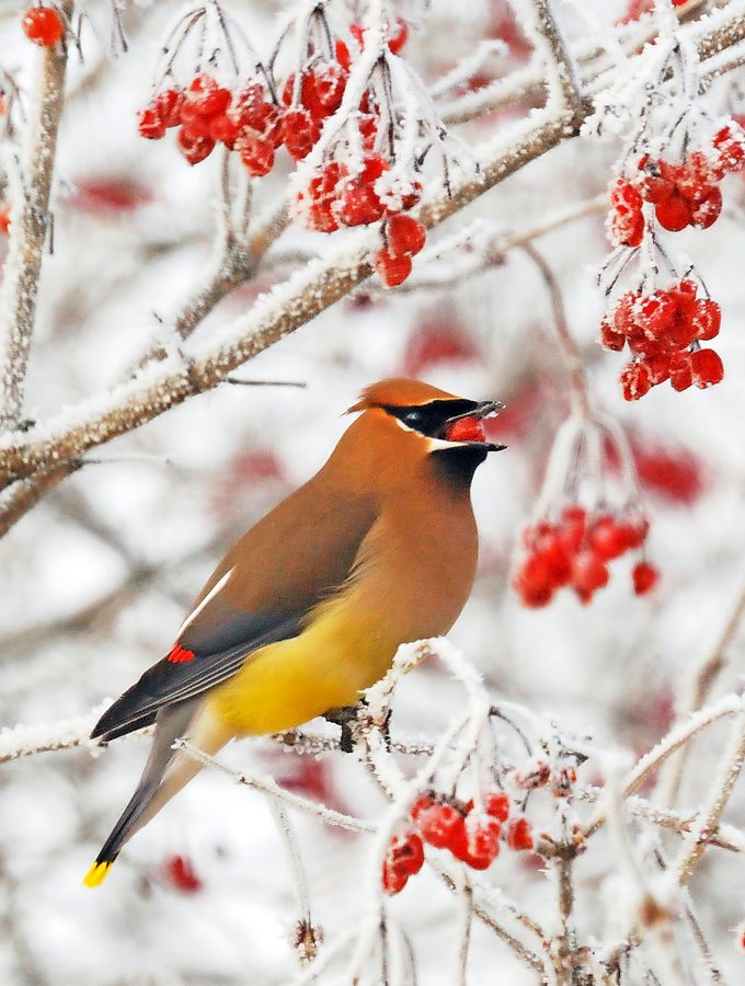Cedarwaxwing Gerrybuckel