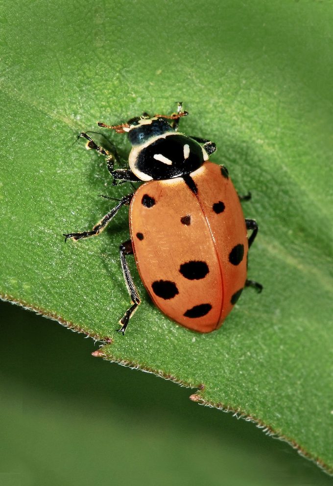 asian lady beetle vs ladybug