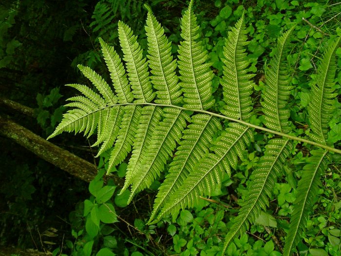 Giant wood ferns