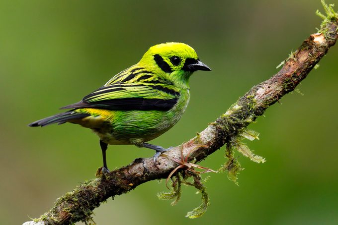 Emerald Tanagers
