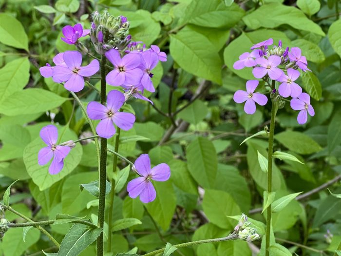 invasive flowers, Dame’s Rocket Wildflowers in Meadow