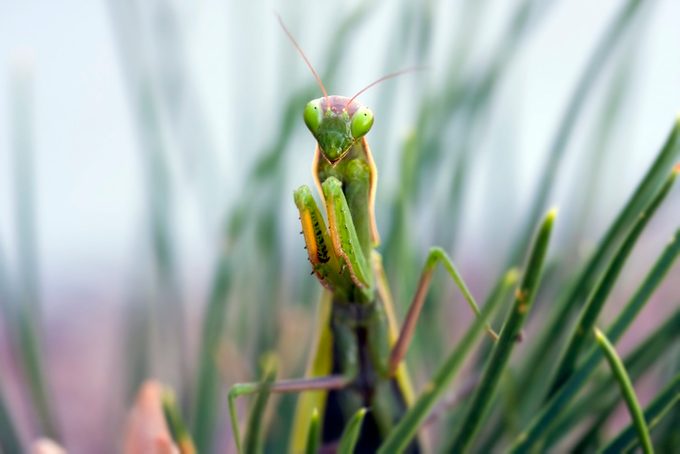 Praying Mantis Looking Straight
