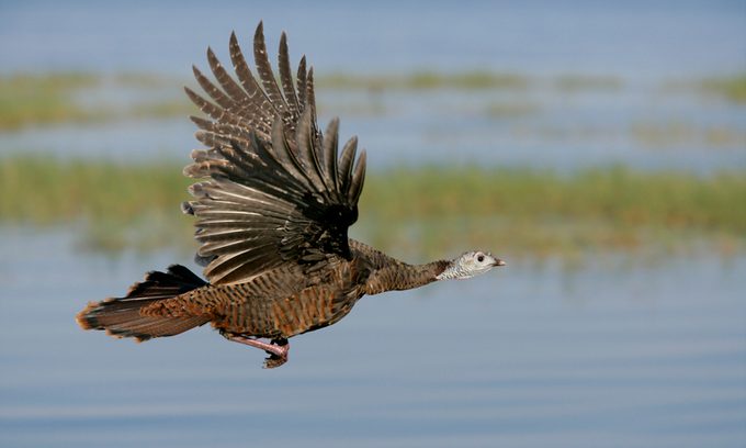 Wild Turkey in Flight