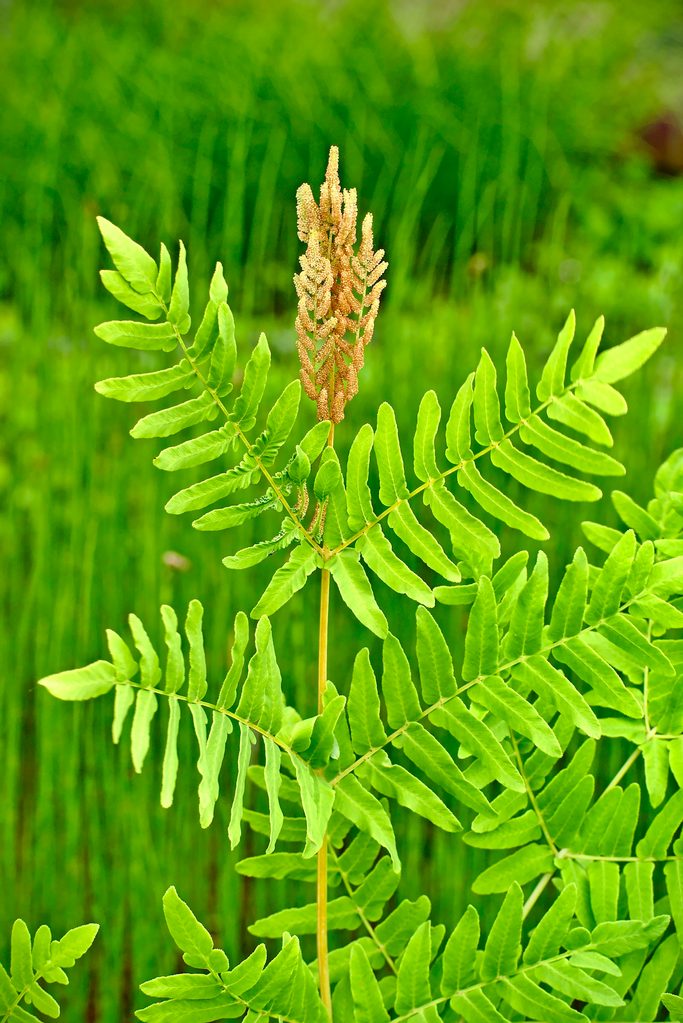 Royal ferns