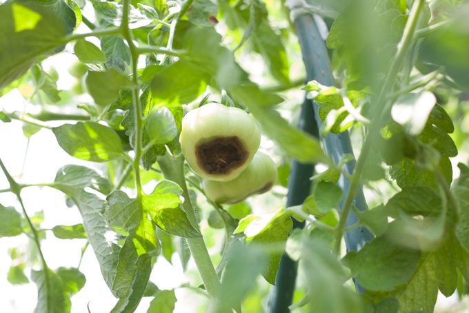 Calcium deficiency on a tomato