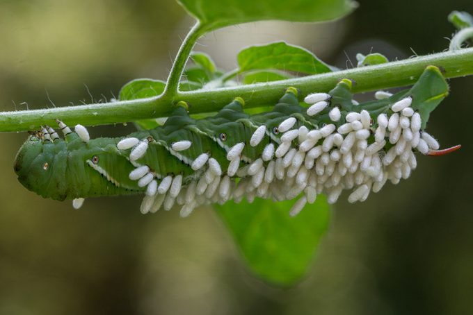Hornworm covered in braconid eggs
