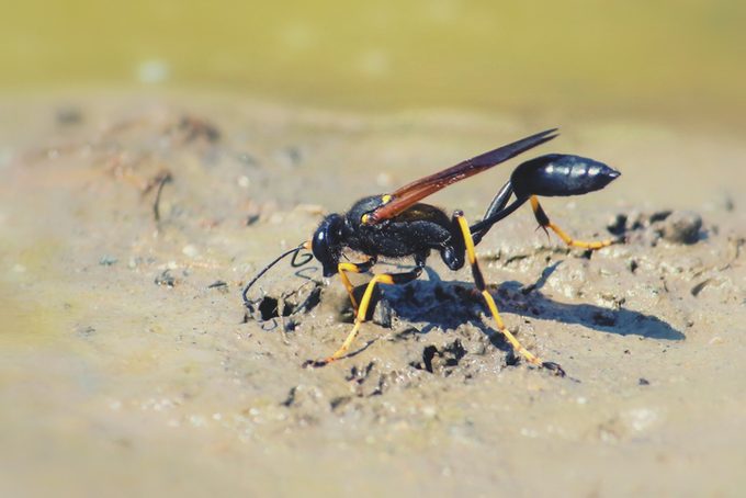 Black and Yellow Mud Dauber