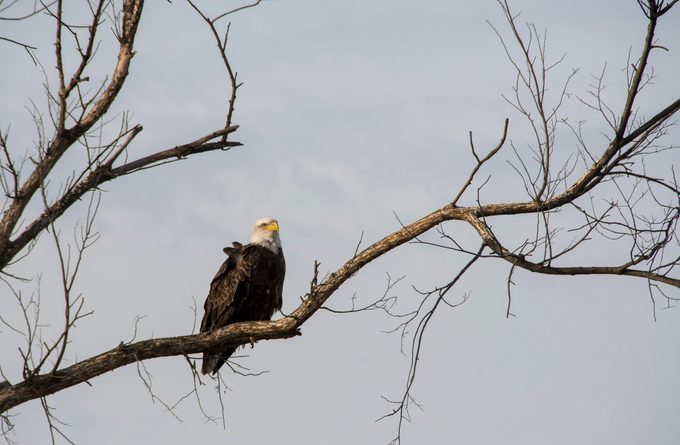 national eagle center