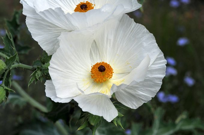 poppy flower, Argemone Polyanthemos