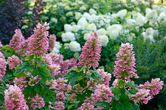 Gatsby Pink oakleaf hydrangea features long stems filled with delicate pink flowers.