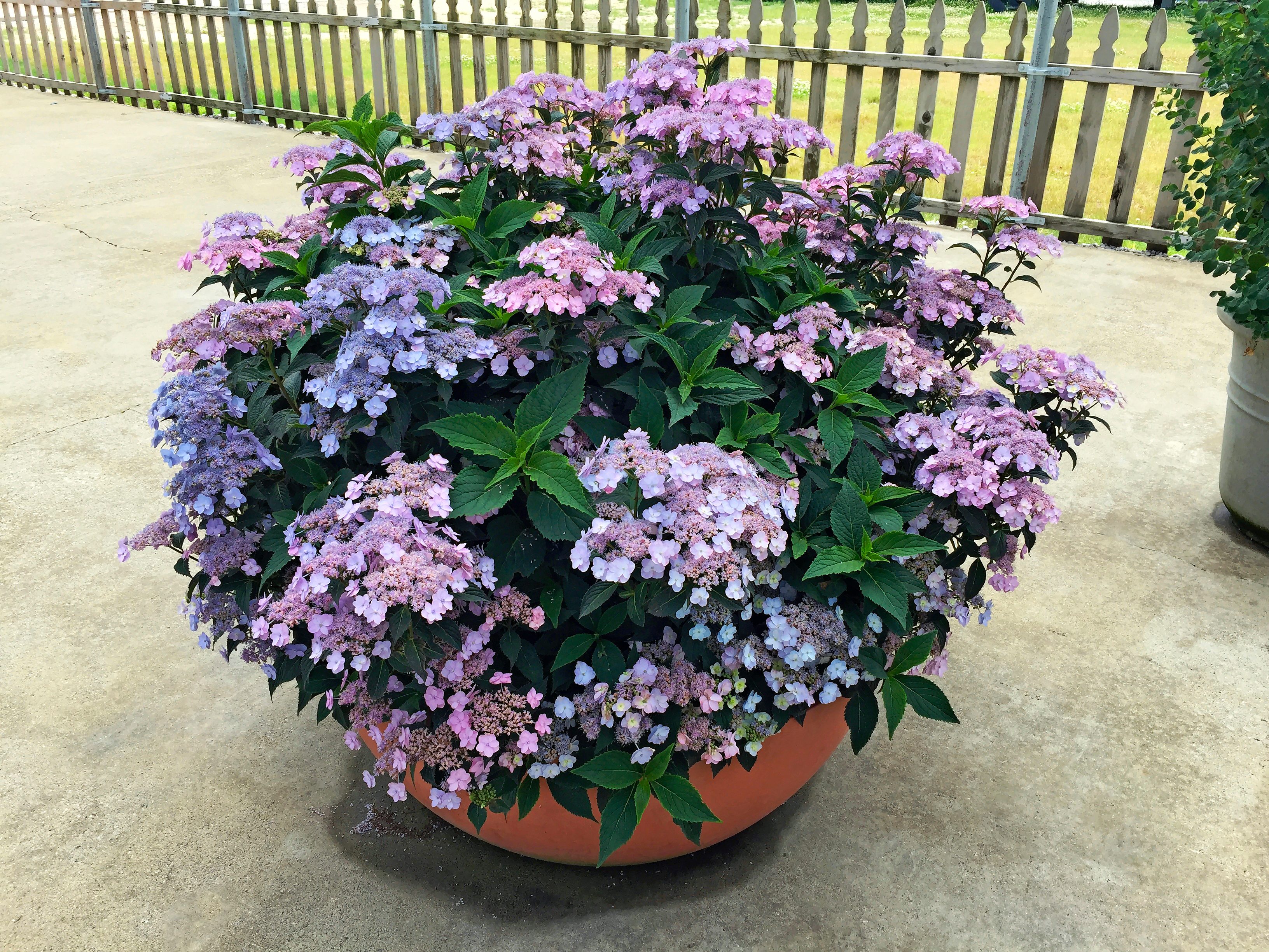 Tiny Tuff Stuff mountain hydrangea has beautiful dark green serrated leaves that contrast the lilac-colored bloom clusters.
