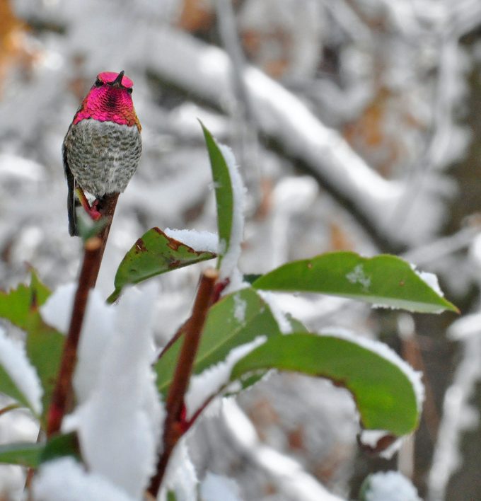 winter bird feeding