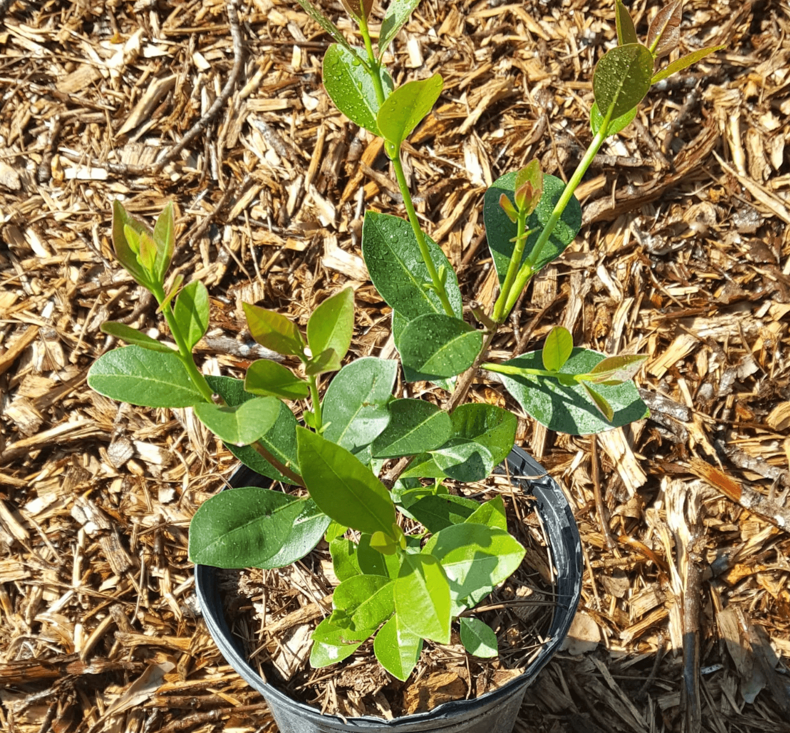 lemon guava tree