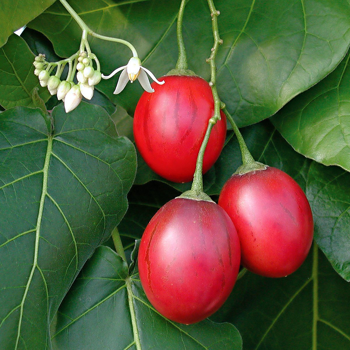 Tree tomato
