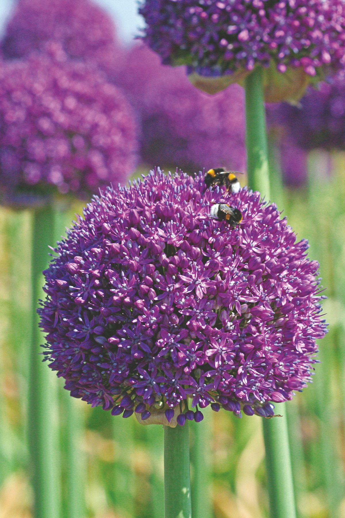 Allium Ambassador