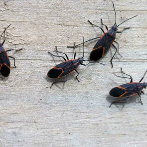 Box Elder Bug Gettyimages 92021534