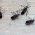 Control a Box Elder Bug Infestation