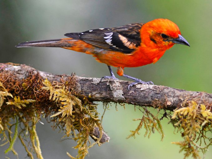 Flame Colored Tanager
