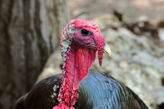 Wild Turkey