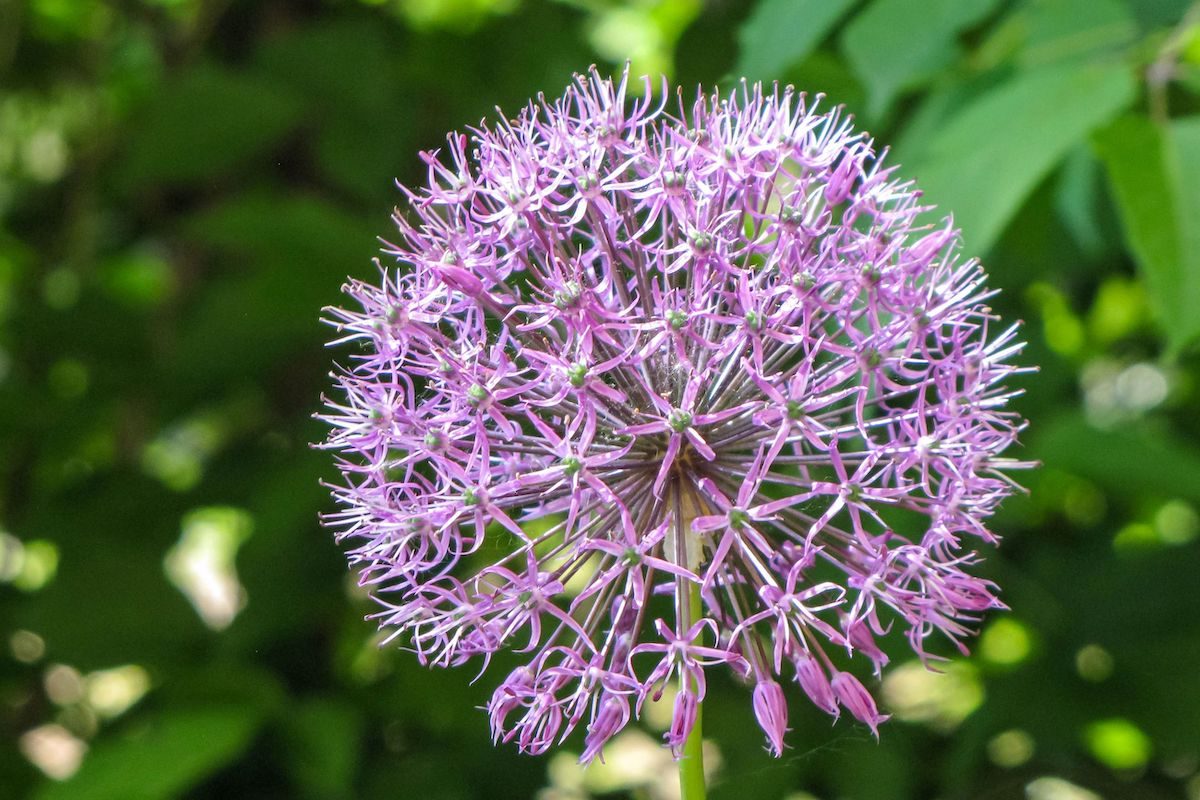 Colorful And Beautiful Blossom Of Allium Cristophii