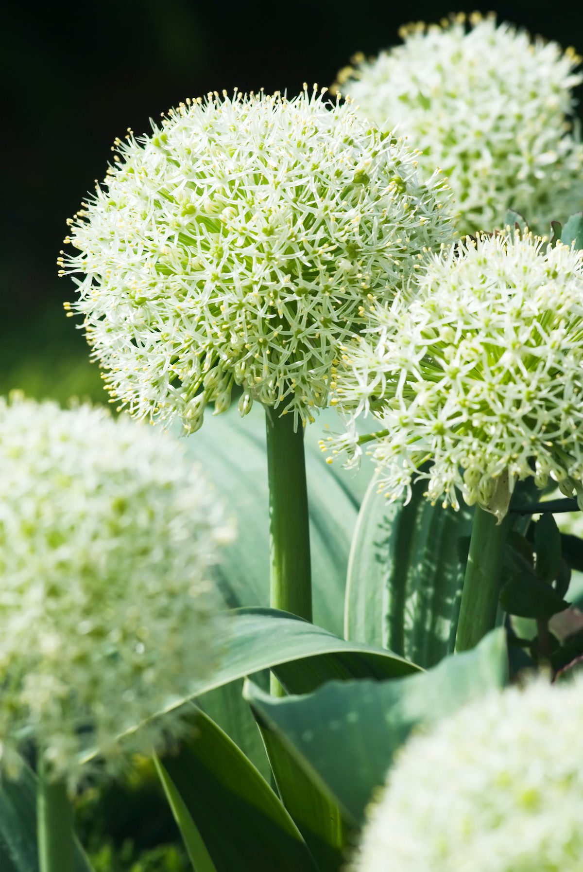 Turkestan Onion (allium Karataviense) 'ivory Queen' Iii