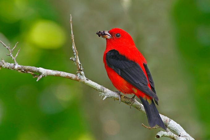 Scarlet Tanagers Eating Mulberries