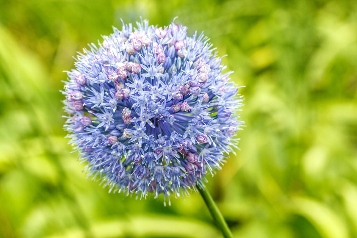 Allium Caeruleum