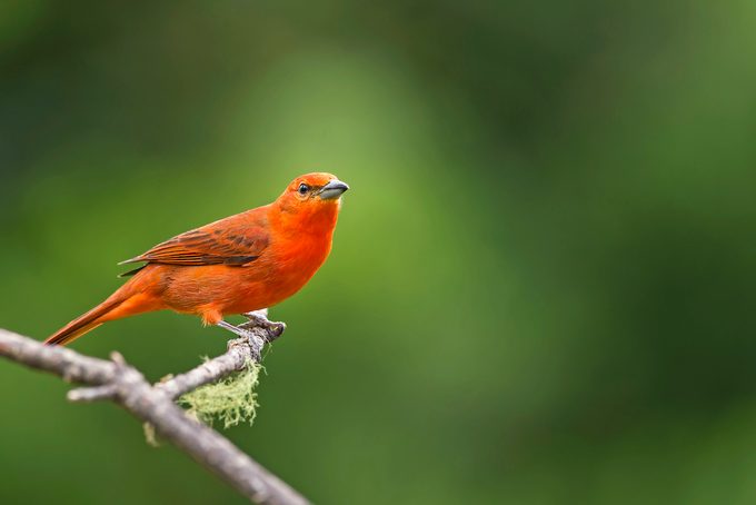 Hepatic Tanager (piranga Flava)