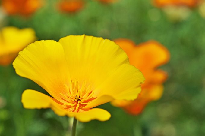 Eschscholzia Californica