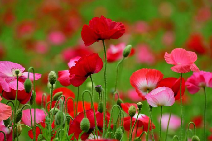 Shirley Poppy